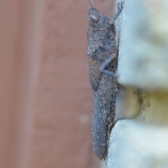 Pardillana limbata (Common Pardillana) at QPRC LGA - 19 Dec 2020 by natureguy