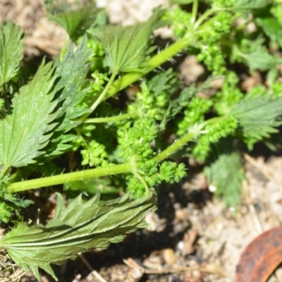 Urtica urens (Small Nettle) at Wamboin, NSW - 19 Dec 2020 by natureguy