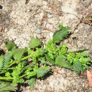 Urtica urens at Wamboin, NSW - 19 Dec 2020