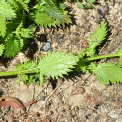 Urtica urens at Wamboin, NSW - 19 Dec 2020