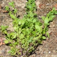 Urtica urens at Wamboin, NSW - 19 Dec 2020