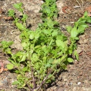 Urtica urens at Wamboin, NSW - 19 Dec 2020