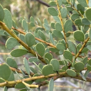 Acacia buxifolia subsp. buxifolia at Red Hill, ACT - 27 Nov 2021