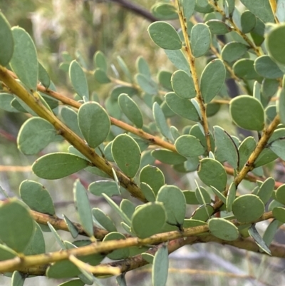 Acacia buxifolia subsp. buxifolia (Box-leaf Wattle) at Red Hill, ACT - 27 Nov 2021 by JaneR