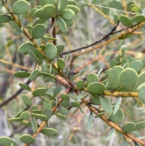 Acacia buxifolia subsp. buxifolia at Red Hill, ACT - 27 Nov 2021 03:25 PM