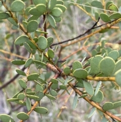 Acacia buxifolia subsp. buxifolia at Red Hill, ACT - 27 Nov 2021