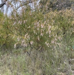 Acacia buxifolia subsp. buxifolia at Red Hill, ACT - 27 Nov 2021 03:25 PM