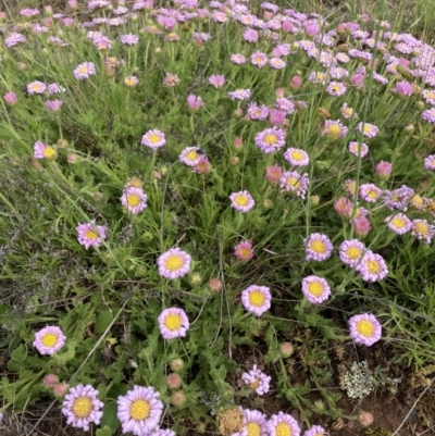 Calotis glandulosa (Mauve Burr-daisy) at Adaminaby, NSW - 8 Nov 2021 by waltraud