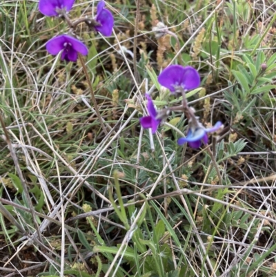 Swainsona sp. at Adaminaby, NSW - 7 Nov 2021 by waltraud