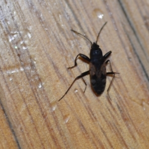 Euander lacertosus at Wamboin, NSW - 19 Dec 2020 07:55 PM