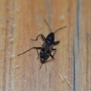 Euander lacertosus at Wamboin, NSW - 19 Dec 2020