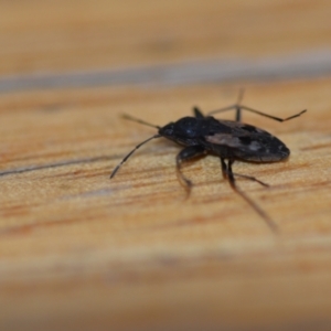 Euander lacertosus at Wamboin, NSW - 19 Dec 2020