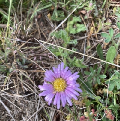 Calotis glandulosa (Mauve Burr-daisy) at Adaminaby, NSW - 8 Nov 2021 by waltraud