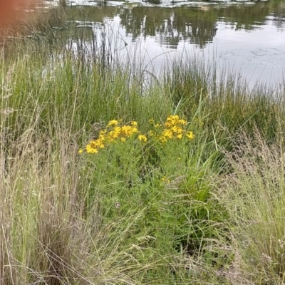 Hypericum perforatum (St John's Wort) at Melba, ACT - 27 Nov 2021 by Kurt