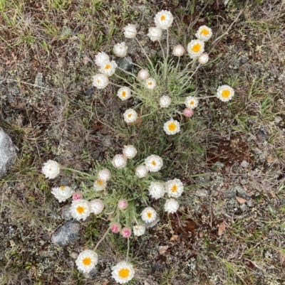 Leucochrysum albicans subsp. tricolor (Hoary Sunray) at Adaminaby, NSW - 7 Nov 2021 by waltraud