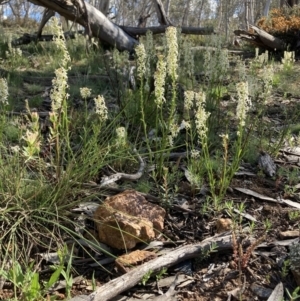 Stackhousia monogyna at Adaminaby, NSW - 8 Nov 2021