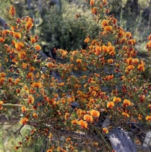 Daviesia ulicifolia subsp. ulicifolia at Adaminaby, NSW - 8 Nov 2021 05:38 PM