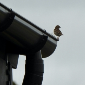 Passer domesticus at Holt, ACT - 27 Nov 2021