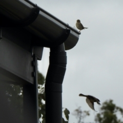Passer domesticus at Holt, ACT - 27 Nov 2021 11:04 AM