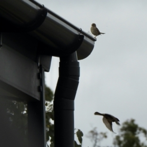 Passer domesticus at Holt, ACT - 27 Nov 2021