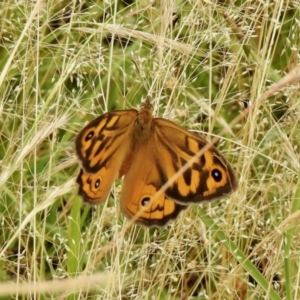 Heteronympha merope at Coree, ACT - 27 Nov 2021 11:31 AM