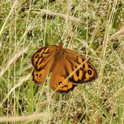 Heteronympha merope (Common Brown Butterfly) at Ginninderry Conservation Corridor - 27 Nov 2021 by KMcCue