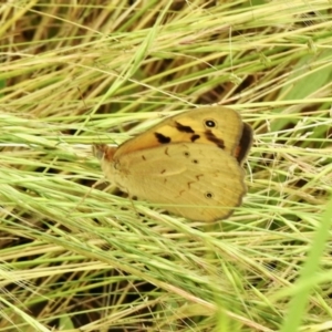 Heteronympha merope at Coree, ACT - 27 Nov 2021