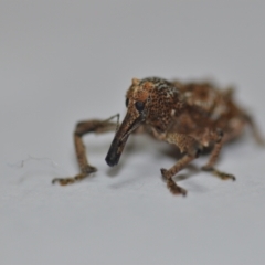 Orthorhinus cylindrirostris (Elephant Weevil) at Wamboin, NSW - 21 Dec 2020 by natureguy