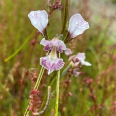 Diuris dendrobioides (Late Mauve Doubletail) by AJB