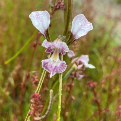 Diuris dendrobioides (Late Mauve Doubletail) at Stromlo, ACT - 25 Nov 2021 by AJB