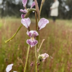 Diuris dendrobioides at suppressed - 26 Nov 2021