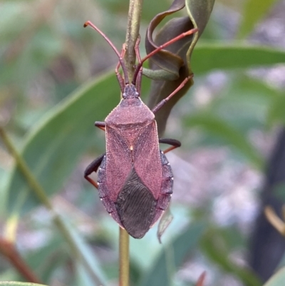 Amorbus sp. (genus) (Eucalyptus Tip bug) at Karabar, NSW - 27 Nov 2021 by Steve_Bok