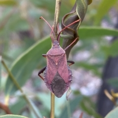 Amorbus sp. (genus) at Karabar, NSW - 27 Nov 2021