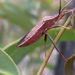 Amorbus sp. (genus) at Karabar, NSW - 27 Nov 2021