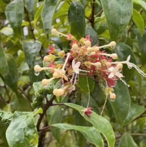 Clerodendrum tomentosum at Moollattoo, NSW - 26 Nov 2021