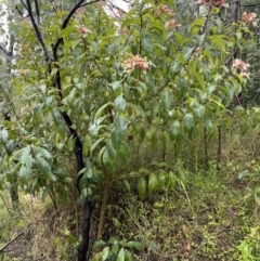 Clerodendrum tomentosum at Moollattoo, NSW - 26 Nov 2021 12:28 PM