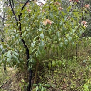 Clerodendrum tomentosum at Moollattoo, NSW - 26 Nov 2021 12:28 PM