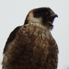Falco longipennis (Australian Hobby) at Ginninderry Conservation Corridor - 26 Nov 2021 by KMcCue