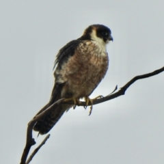 Falco longipennis at Coree, ACT - 27 Nov 2021