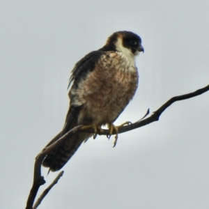 Falco longipennis at Coree, ACT - 27 Nov 2021 08:36 AM