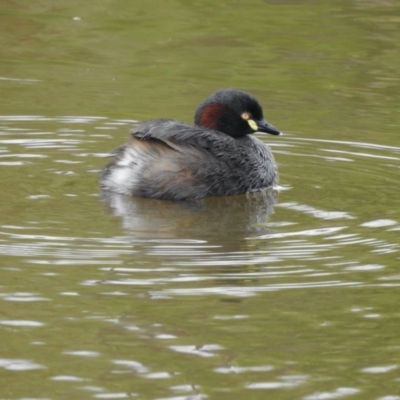 Tachybaptus novaehollandiae (Australasian Grebe) at Ginninderry Conservation Corridor - 26 Nov 2021 by KMcCue