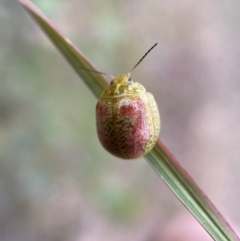 Paropsisterna fastidiosa (Eucalyptus leaf beetle) at Jerrabomberra, NSW - 27 Nov 2021 by Steve_Bok