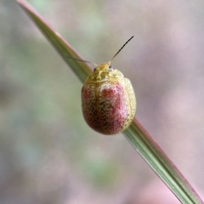Paropsisterna fastidiosa (Eucalyptus leaf beetle) at Jerrabomberra, NSW - 27 Nov 2021 by Steve_Bok