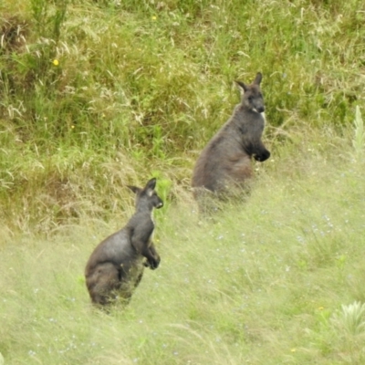 Osphranter robustus (Wallaroo) at Ginninderry Conservation Corridor - 26 Nov 2021 by KMcCue