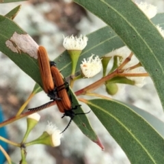 Porrostoma rhipidium (Long-nosed Lycid (Net-winged) beetle) at Ginninderry Conservation Corridor - 26 Nov 2021 by KMcCue
