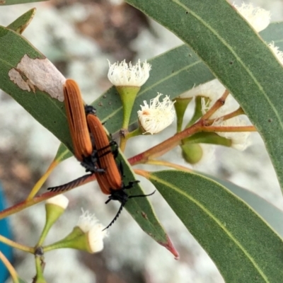 Porrostoma rhipidium (Long-nosed Lycid (Net-winged) beetle) at Coree, ACT - 26 Nov 2021 by KMcCue