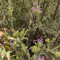 Comesperma ericinum (Heath Milkwort) at Red Rocks, NSW - 25 Nov 2021 by SimoneC