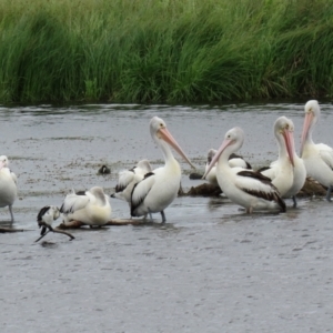 Pelecanus conspicillatus at Fyshwick, ACT - 27 Nov 2021