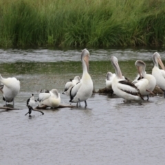 Pelecanus conspicillatus at Fyshwick, ACT - 27 Nov 2021