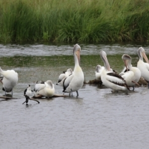 Pelecanus conspicillatus at Fyshwick, ACT - 27 Nov 2021